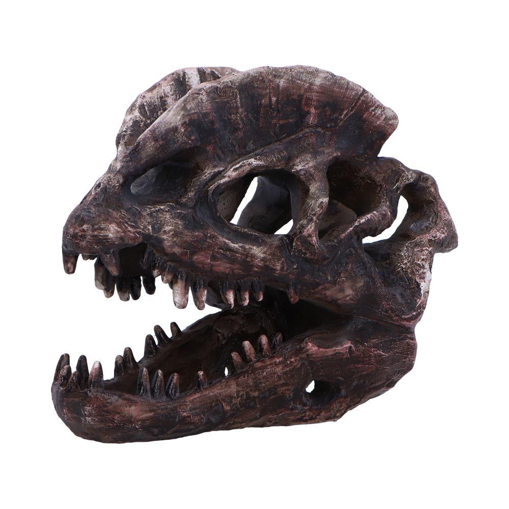 Dilophosaurus Dinosaur Skull Replica Realistic Resin Fossil Model Jurassic Fossil