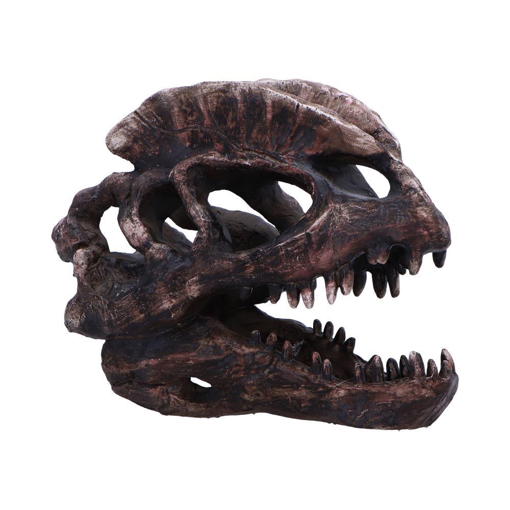 Dilophosaurus Dinosaur Skull Replica Realistic Resin Fossil Model Jurassic Fossil