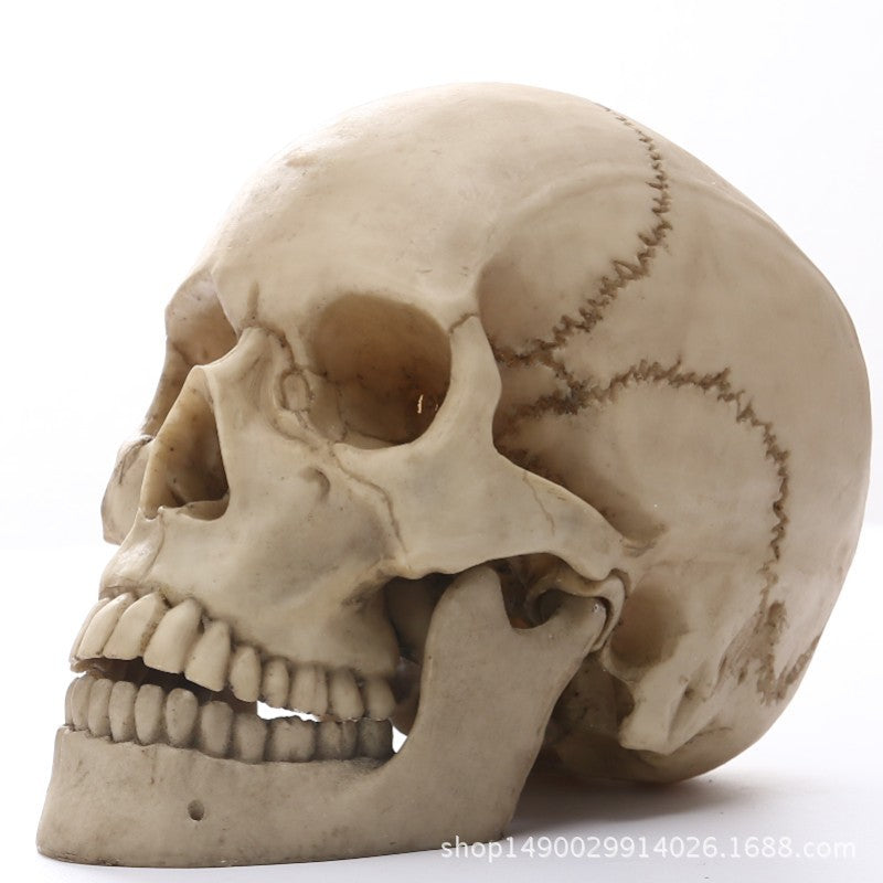 11 Skull Resin Skull Skull Skull Crafts Personality Decoration