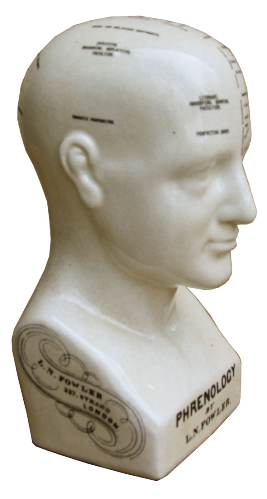 Medium Ceramic Phrenology Head, 25cm