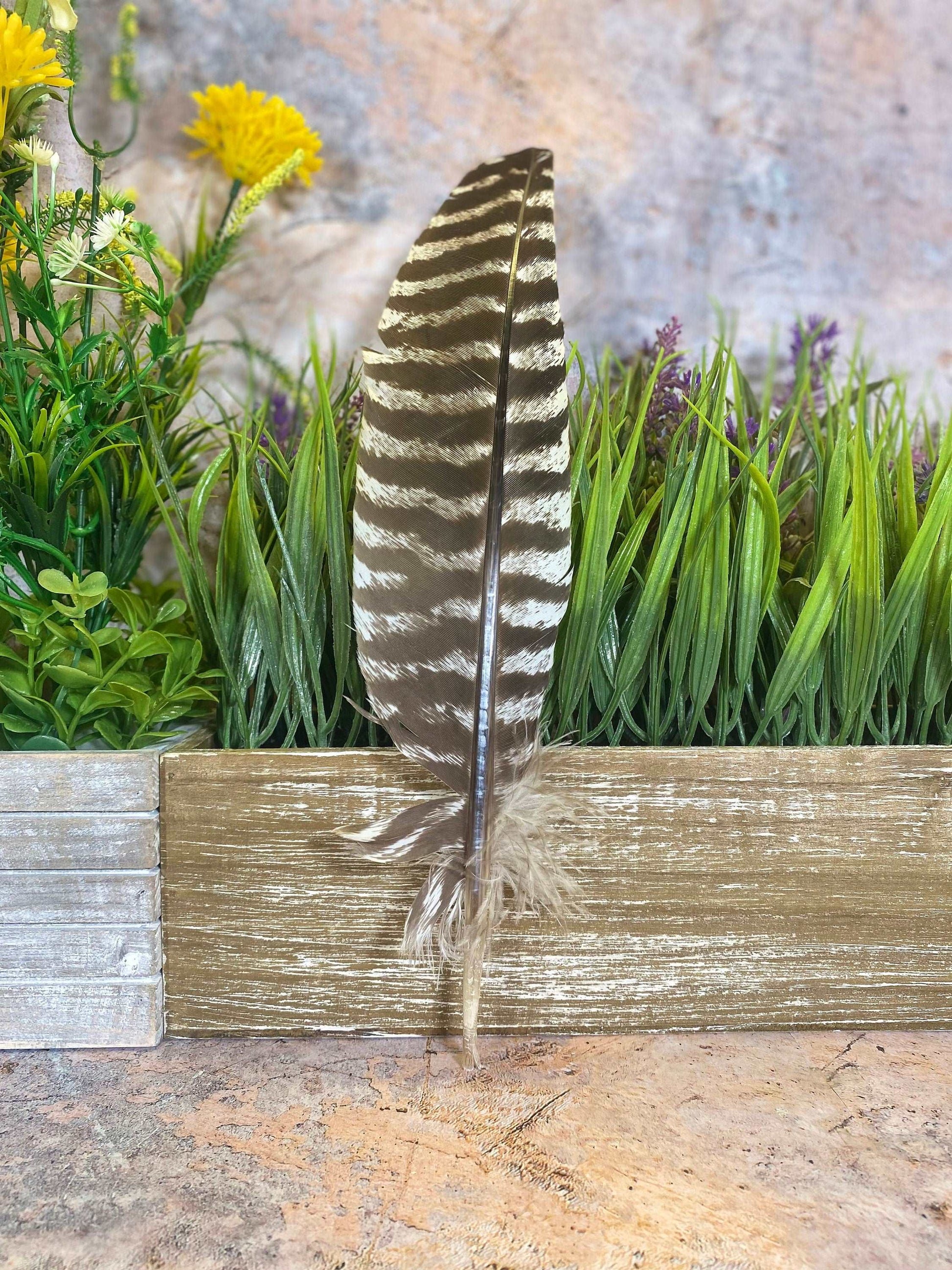 Barred Wing Smudging Feather (28-34cm) - Authentic Wiccan Supplies for Pagan Altar Rituals Spiritual Cleansing Tool-Osiris Craftworks