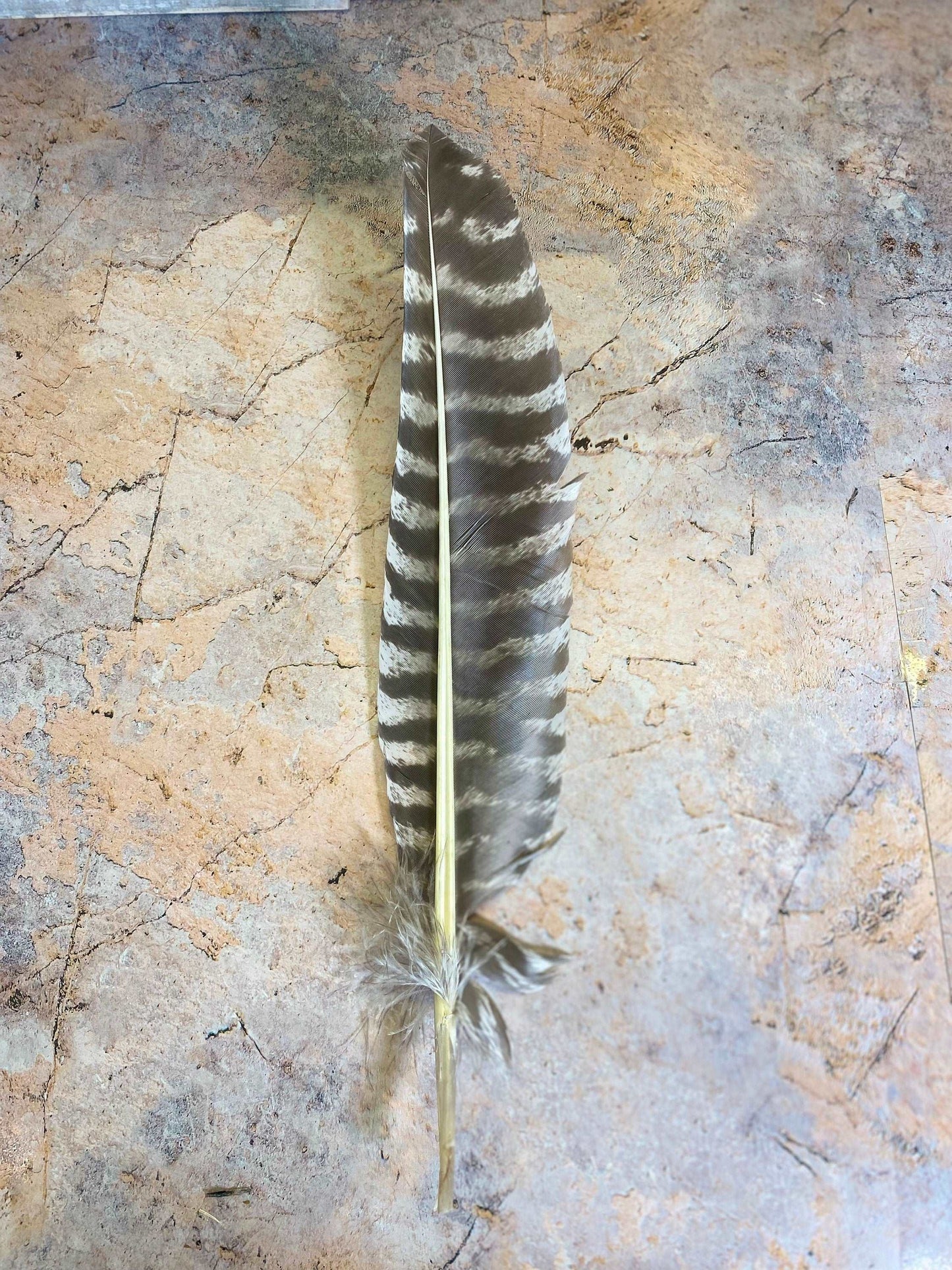 Barred Wing Smudging Feather (28-34cm) - Authentic Wiccan Supplies for Pagan Altar Rituals Spiritual Cleansing Tool-Osiris Craftworks